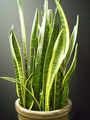 Sansevieria Trifasciata